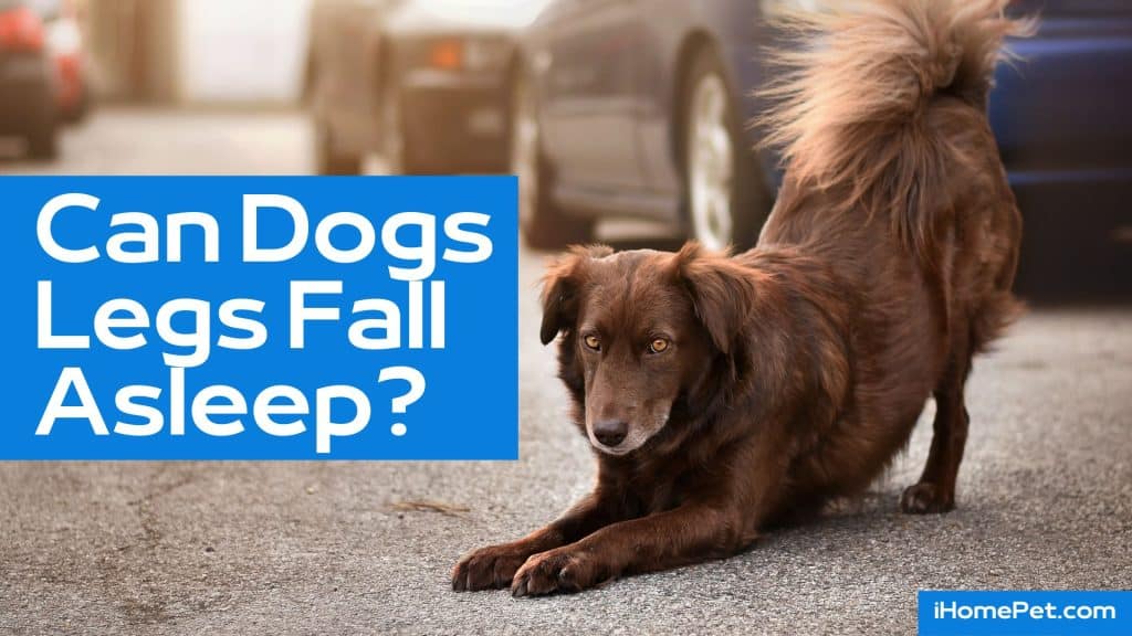 Can Dogs Legs Fall Asleep