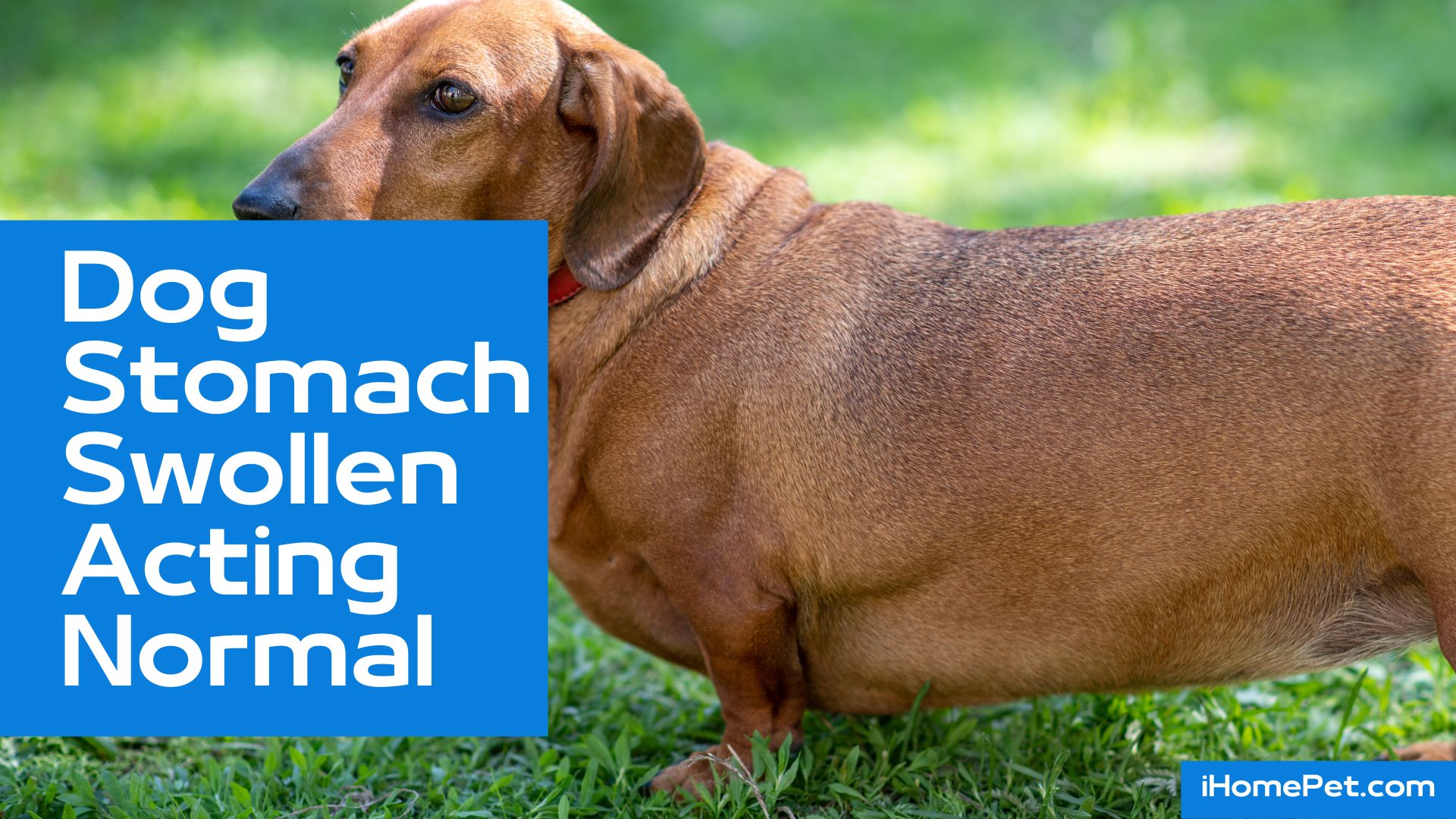 Common symptoms of a dog's swollen belly