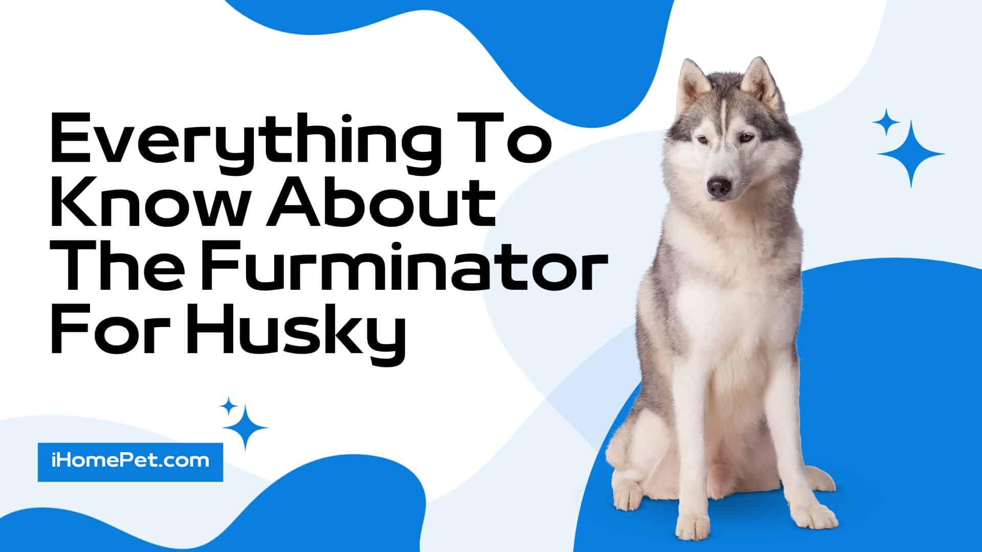 Use a furminator to remove any loose hair from your Husky and Deshedding tool for topcoat medium hair