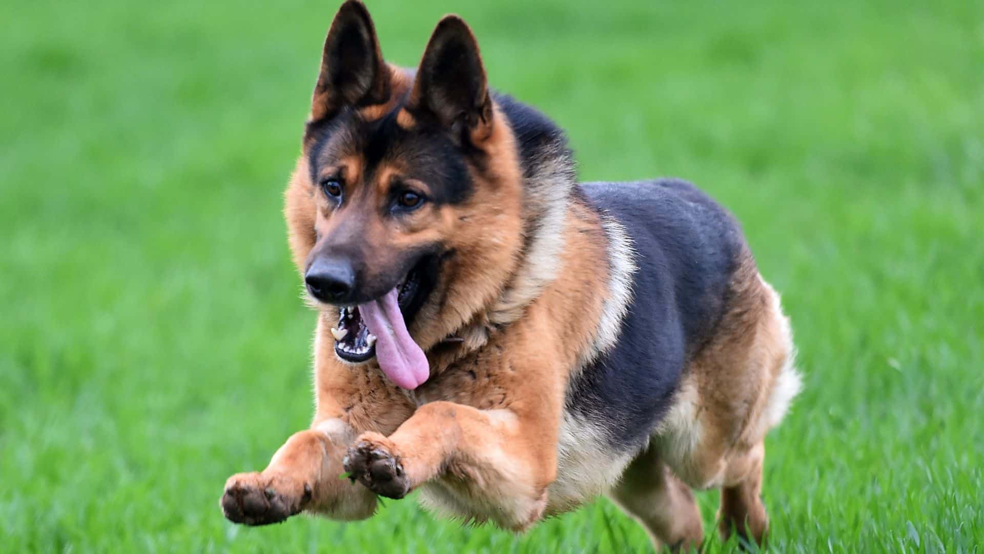 German shepherd speed makes them one of the fastest breed