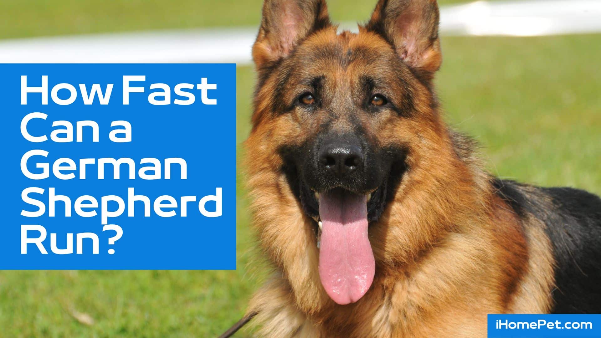 German sheperd was originally bred for working roles