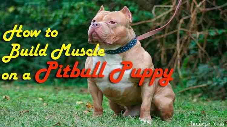 How to Build Muscle on a Pitbull Puppy