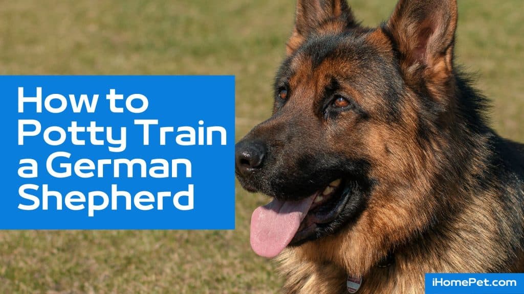 How to Potty Train a German Shepherd