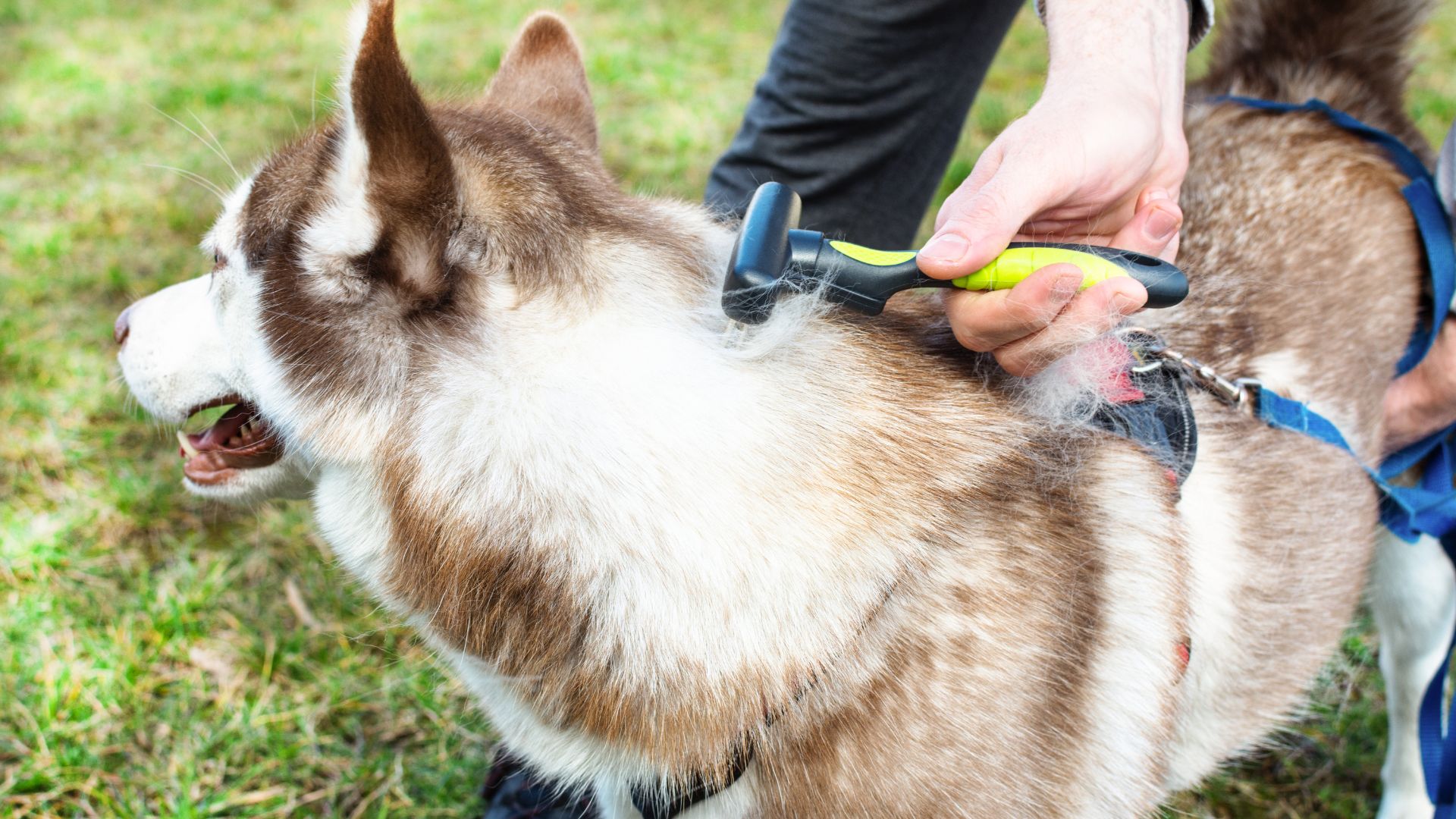 Wash and massage your muddy Husky without hurting him