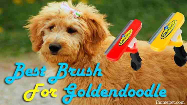Best Brush for Goldendoodle