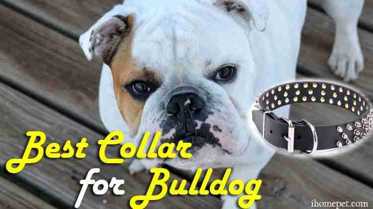 Best Collar for Bulldog