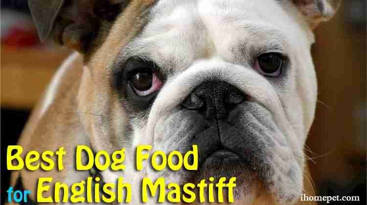 Best Dog Food for English Mastiff