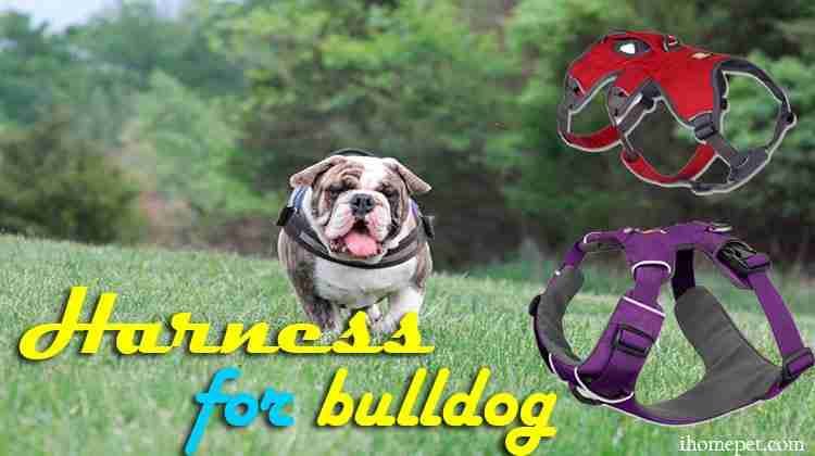 The 5 Best Harnesses For Bulldogs
