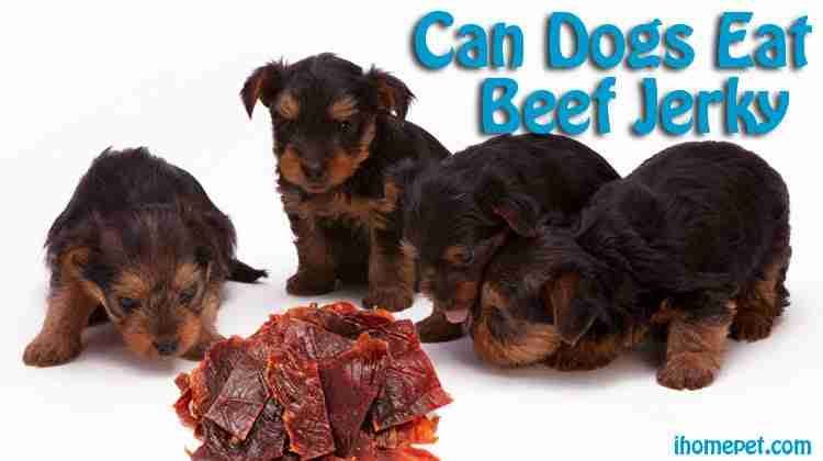 Can Dogs Eat Beef Jerky You Won t Believe This IHomePet