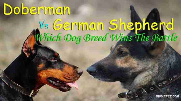 Doberman-Vs-German-Shepherd