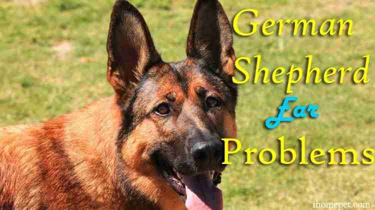German Shepherd Ear Problems
