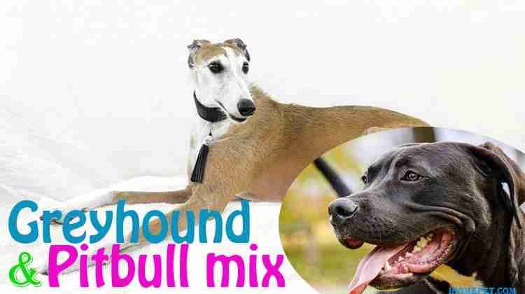 Greyhound-Pit-Mix