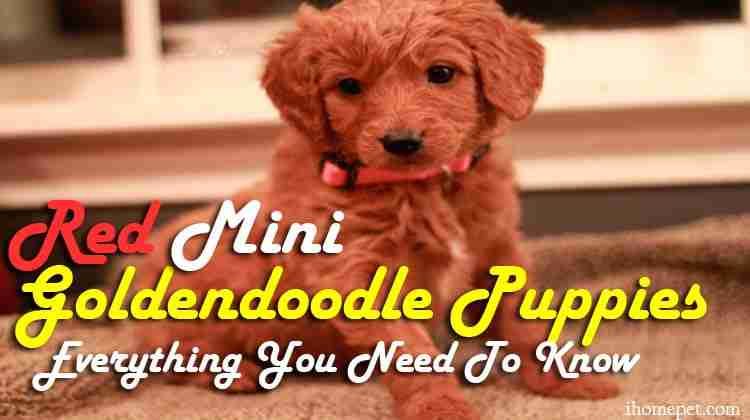 Red Mini Goldendoodle Puppies