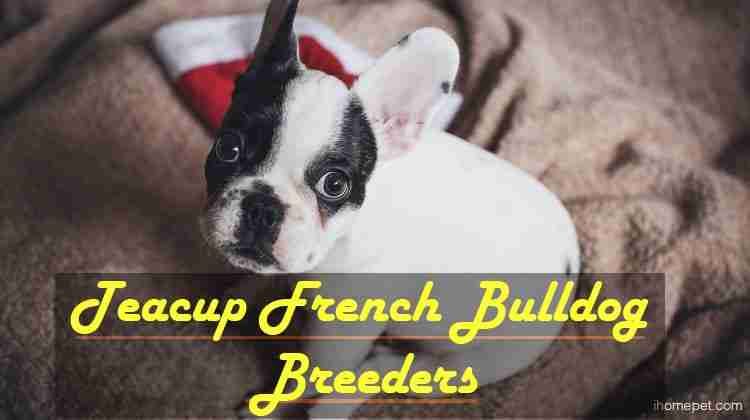 Teacup French Bulldog Breeders: