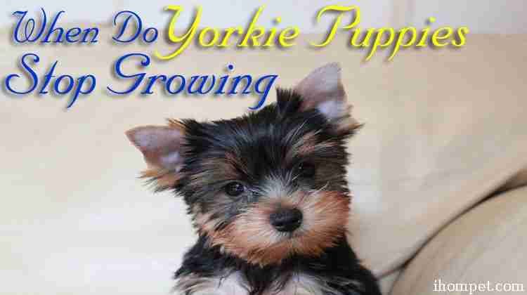 Yorkie Puppies Stop Growing