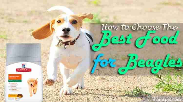 best food for beagles