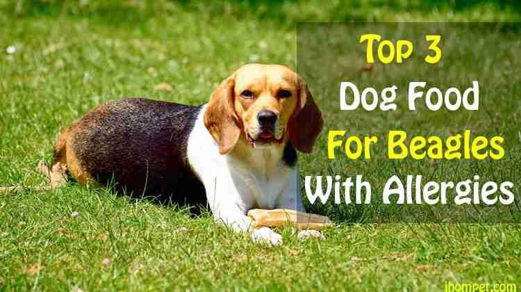 For Beagles With Allergies