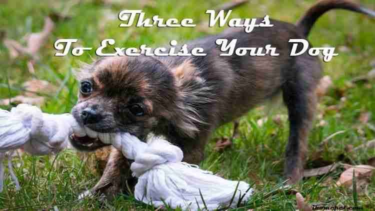 Three Ways To Exercise Your Dog