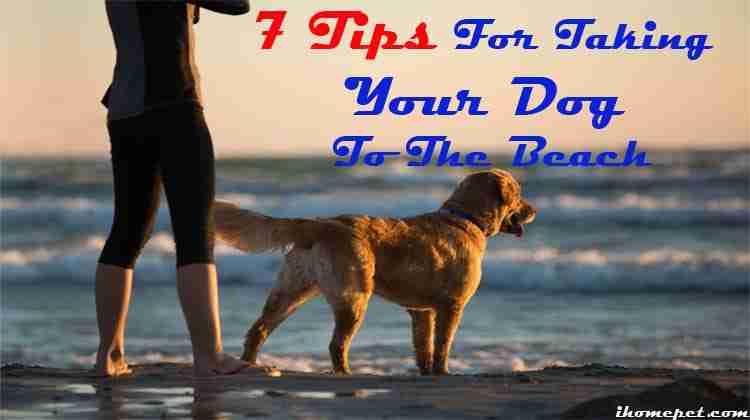 7 Tips For Taking Your Dog To The Beach