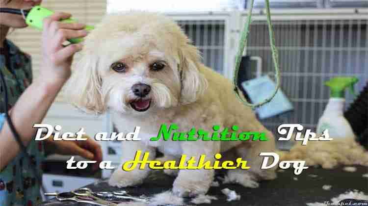 Diet and Nutrition Tips to a Healthier Dog
