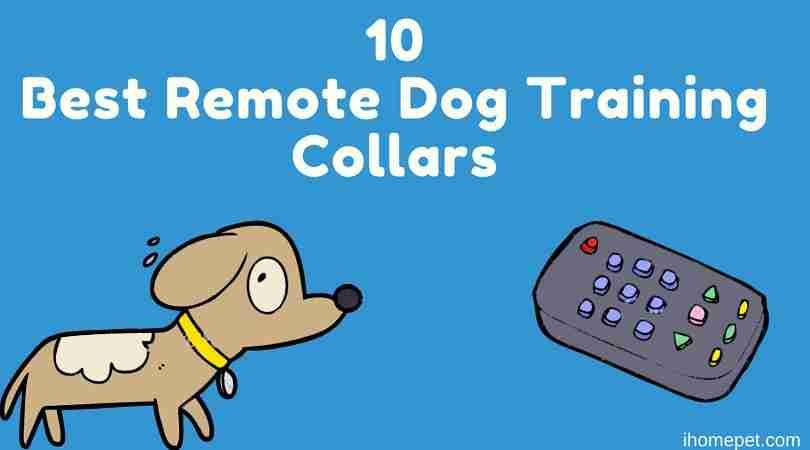 The 10 Best Remote Dog Training Collars