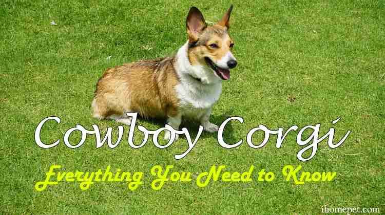 Cowboy Corgi Everything You Need to Know