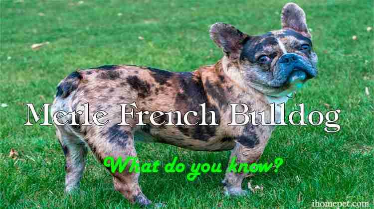 Merle French Bulldog by iHomePet