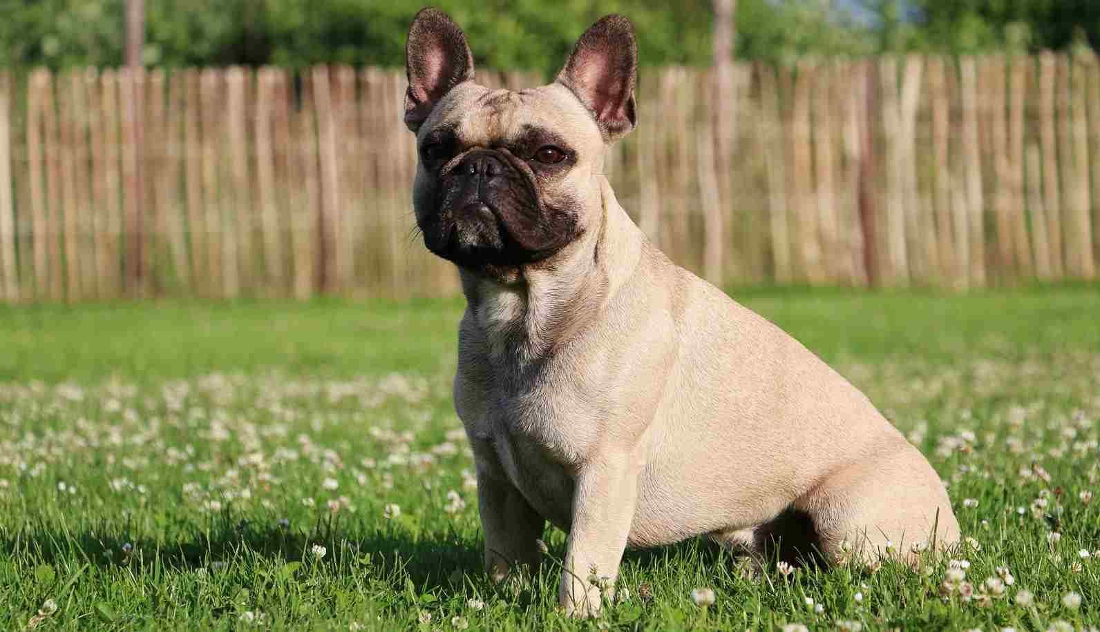Lilac French Bulldog All About The Rare and Adorable Breed! iHomePet