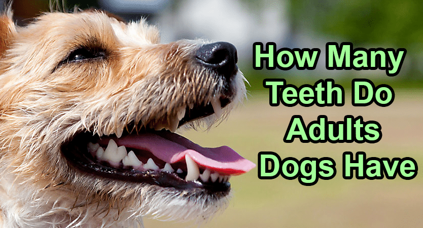 How many teeth does an adult dog have