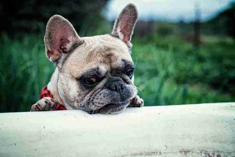 Cure white breed french bulldogs face