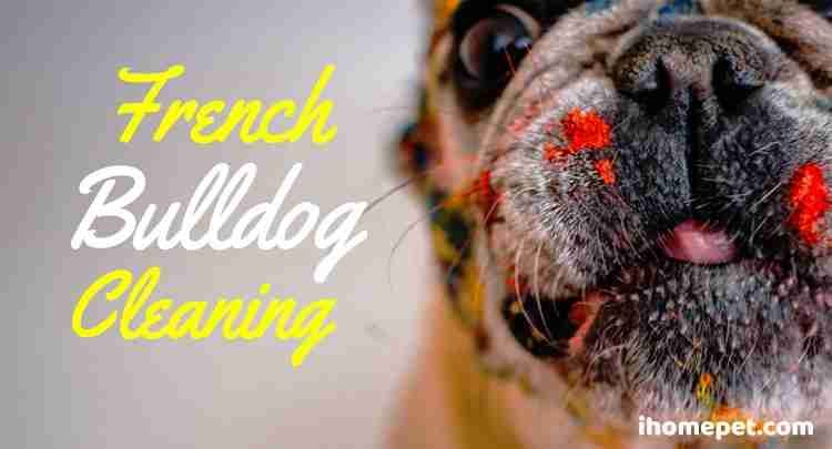 French Bulldog Cleaning: How to keep your french bulldog clean