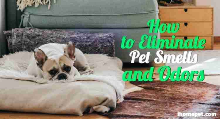 How to eliminate pet smells and dander