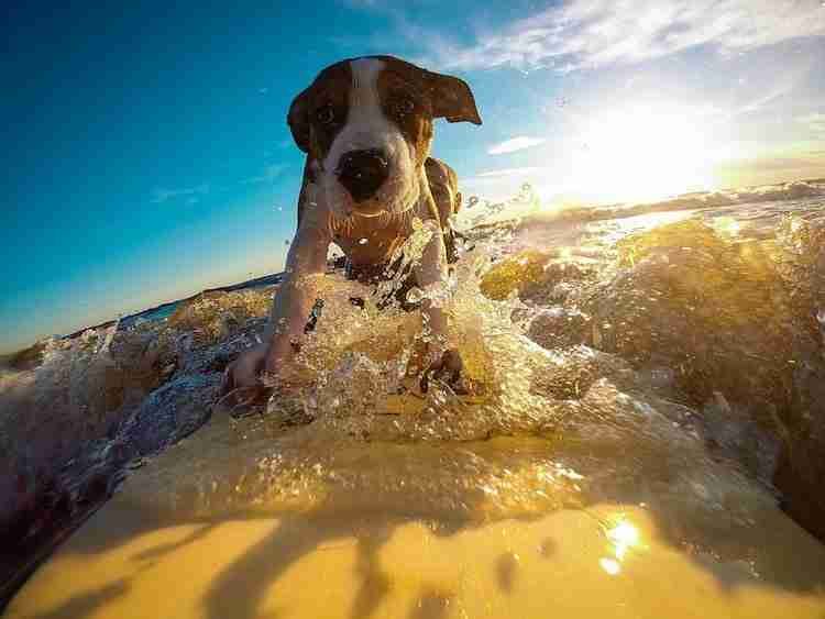 A dog surfing increases their focus and mental stimulation