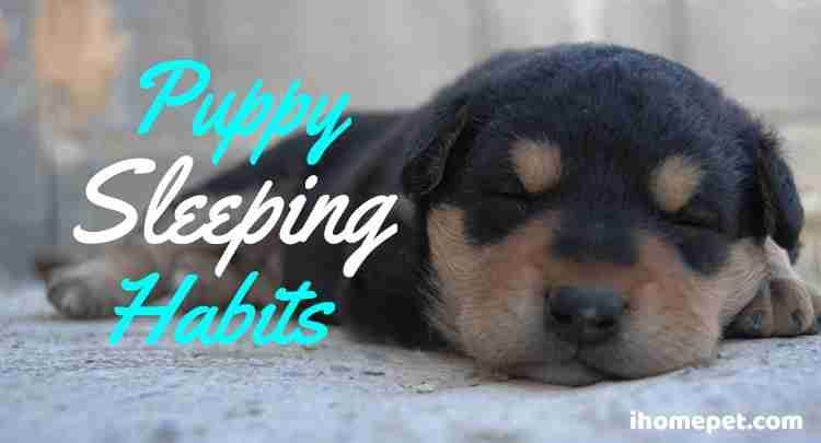 Puppy sleep habits