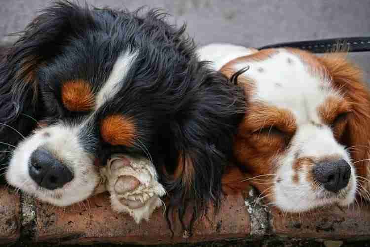 Two Pups Sleeping together