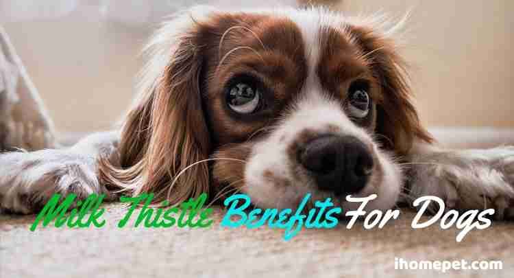 Milk Thistle Benefits for Dogs