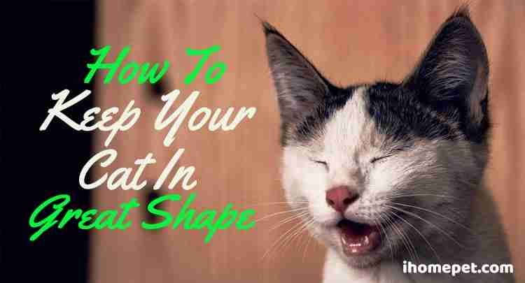 how to keep your cat in great shape
