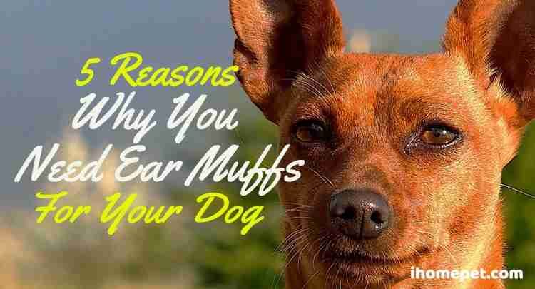 5 Reasons Why You Need Ear Muffs for Your Dog