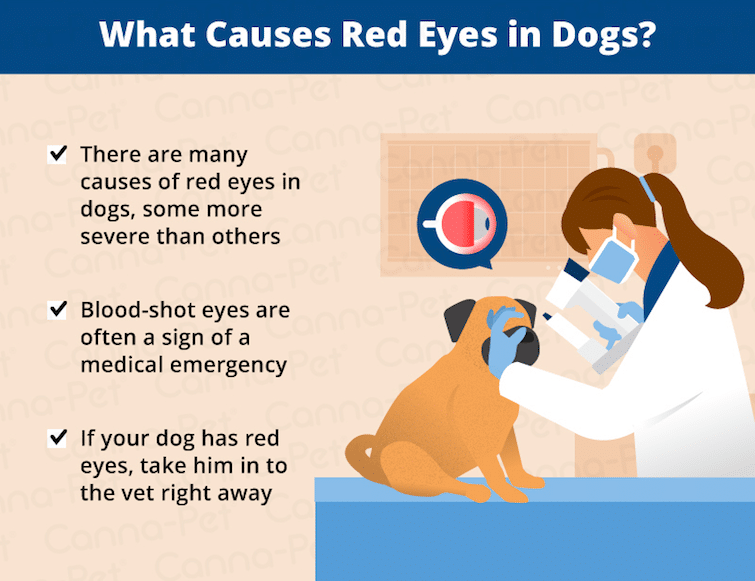 Causes of red eye on dogs