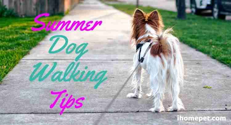 Summer dog walking tips