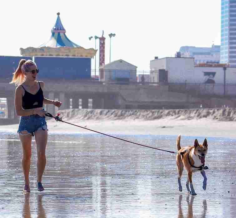 Woman and dog walking in the summer