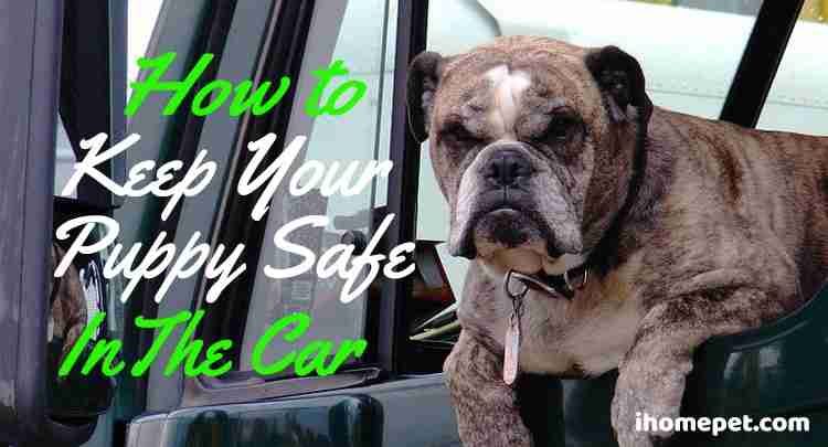 How to keep your puppy safe in the car