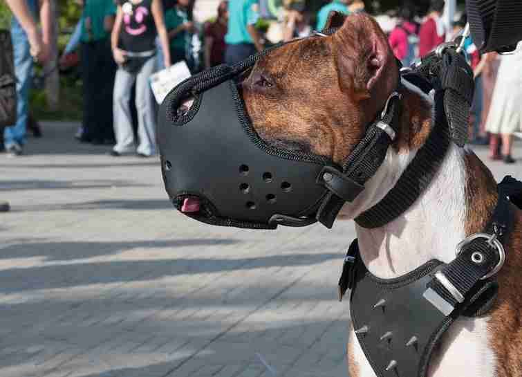 Dog leash ideas for pitbulls