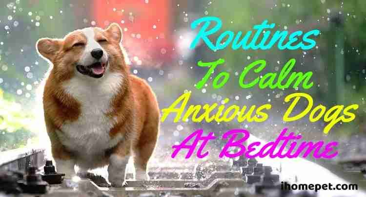Dogs Bedtime Routine Routines to Calm Anxious Dogs at Bedtime - iHomePet