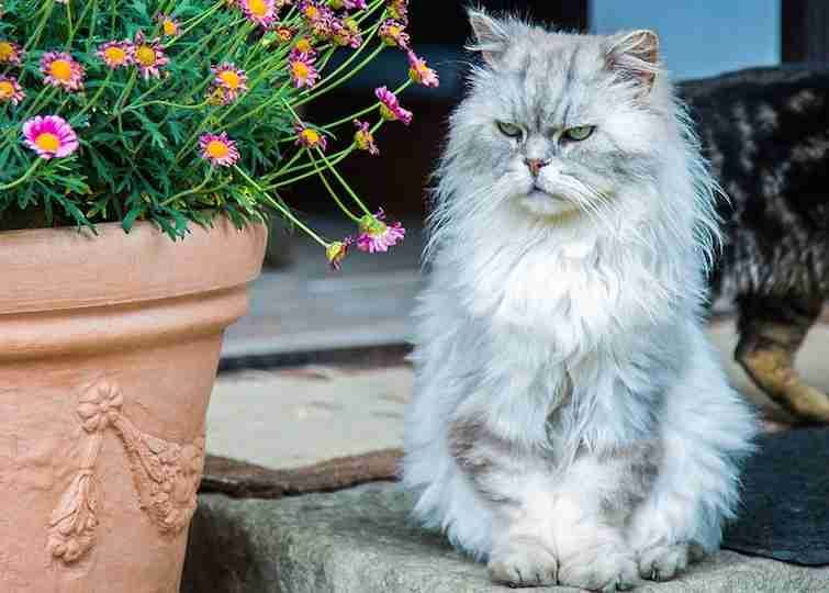 Cuetest little persian cat waiting outside