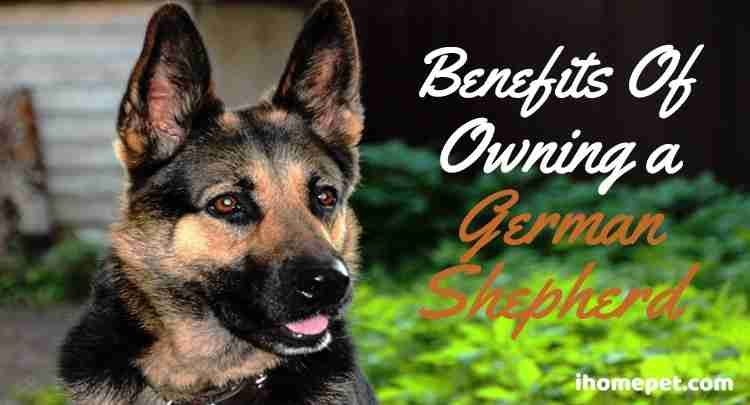 Benefits of owning a german shepherd