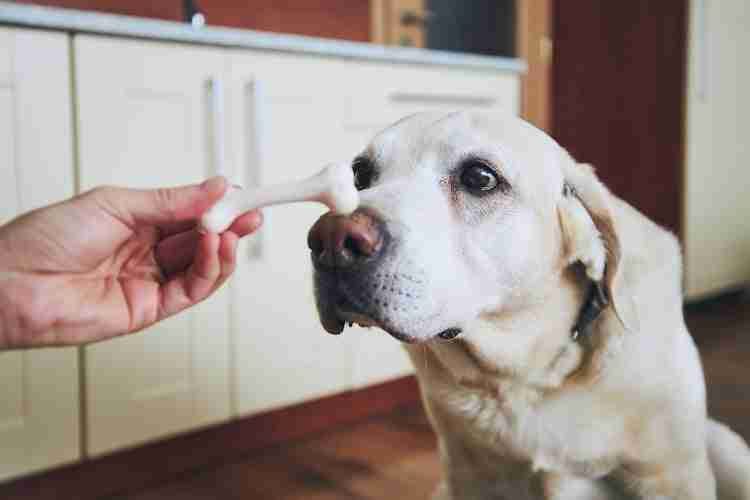 Dog is concentration on bone. Pet owner feeding his labrador retriever in home kitchen.