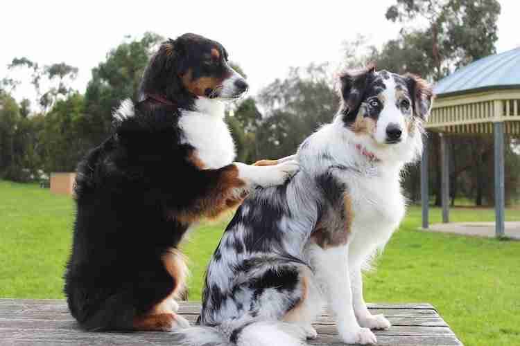 A dog massaging another dog at the park