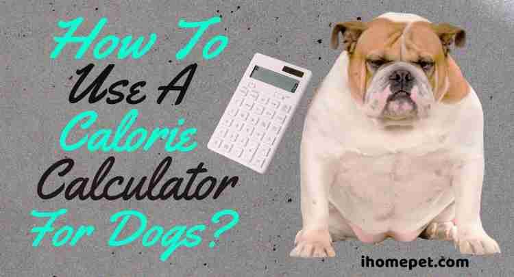 How to use a calorie calculator for dogs