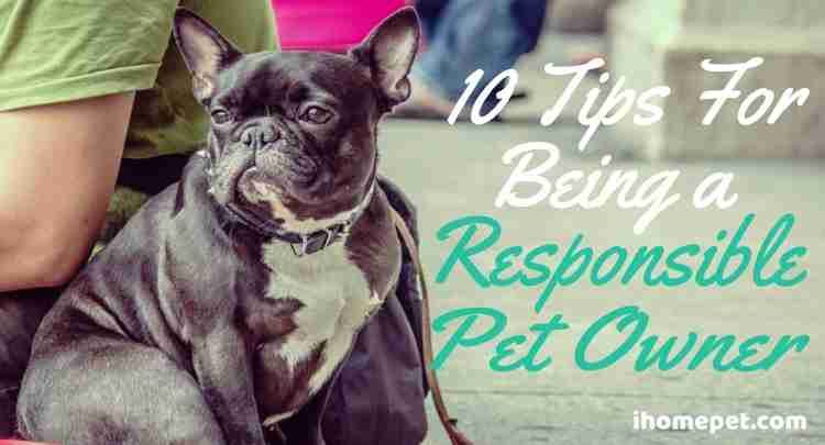 10 Tips for being a reponsible pet owner